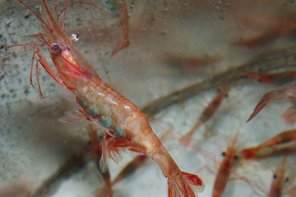 Live shrimp in tank
